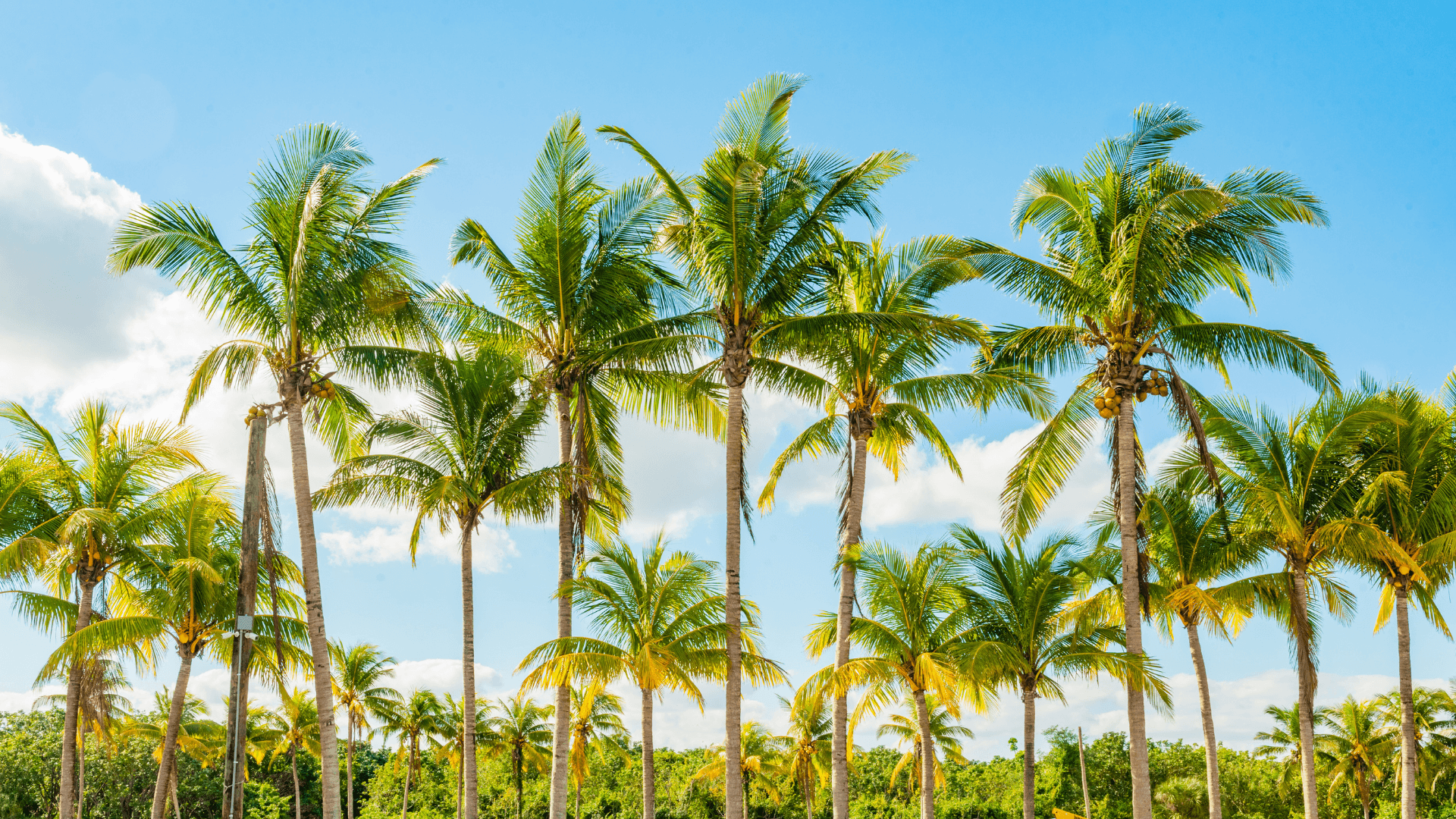 Wellington, Florida — the winter equestrian capital